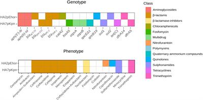 Novel insights related to the rise of KPC-producing Enterobacter cloacae complex strains within the nosocomial niche